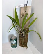 Pcv Key Lime Star Hybrid Orchid mounted and established on a cedar shing... - €30,14 EUR