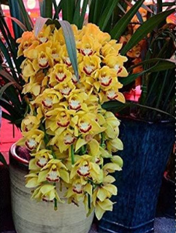 Dendrobium Orchid Potted Flower In Seed Rare Orchid - $16.99