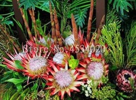 200 Of Protea Cynaroides Seeds - $11.37