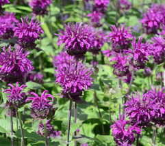 From Usa Bee Balm Purple Bergamot Monarda Media Perennial Attracts Bees Non-GMO - £3.58 GBP