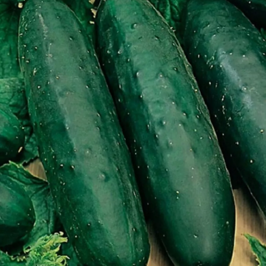 LD 76 Marketmore Cucumber Seeds  Non-Gmo Cucumber Seeds Fast Shipping - $8.22
