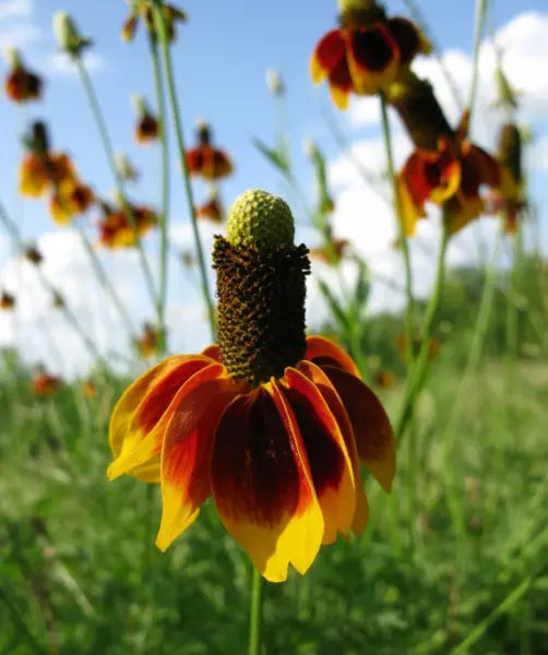 Top Seller 500 Dwarf Mexican Hat Ratibida Columnifera Flower Seeds - £11.48 GBP