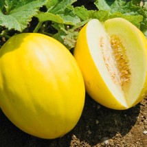 Canary Melon Seeds Sweet Yellow Variety Fast Shipping - $13.29