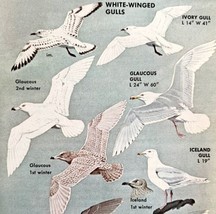White Winged Gulls Birds Varieties And Types 1966 Color Art Print Nature... - $19.99