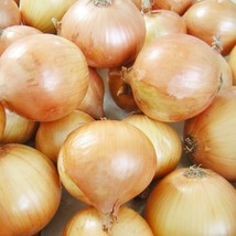 250 Texas Grano 502 Onion, NON-GMO Early Grano Vegetable Seeds - £14.66 GBP