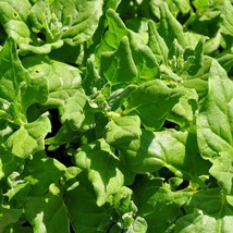 New Zealand Spinach 25 Seeds 1 Seed Produces Multiple Plants Fast Ship Fresh USA - $16.68