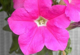 50 Petunia Seeds Ultra Pink Seeds Fresh Seeds Gardening USA - £17.69 GBP