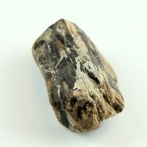 Petrified Wood 2.9 oz, 3” x 1.5" x 1" Wooden Rock Stone Fossil Collectible image 3