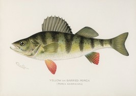 11778.Decor Poster.Room home Wall design art.Fish.Yellow Barred Perch.Fishing - £12.98 GBP+