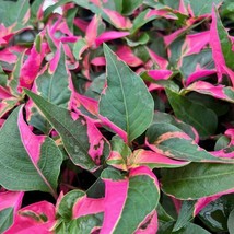 Best Alternanthera Party Time (Joseph&#39;s Coat) / Alternanthera / Live Plant - £27.96 GBP