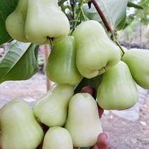 1Pcs Green Wax Apple Jambu Live Plant 12”-24” SYZYGIUM Samarangense Frui... - £53.14 GBP