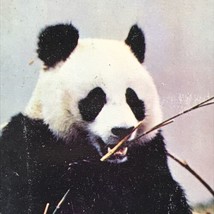 VTG Male Giant Panda Bear National Zoological Park Washington DC Postcard - £6.24 GBP