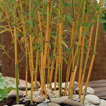 50PCS Yellow Fresh Bamboo Seeds Fargesia Borinda Fungosa - $8.98