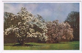 Postcard Royal Botanic Gardens Kew The Magnolia Garden London England UK - £2.36 GBP