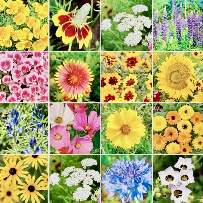 500++ Bird &amp; Butterfly Wildflower Seed Mix | Attracts Butterflies ,Hummi... - $6.96