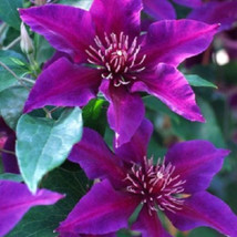 25 Dark Purple Pink Clematis Seeds Bloom Flowers Seed Flower 91 Fresh Seeds USA - $13.58