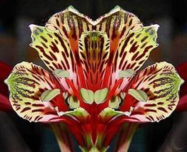 Alstroemeria psittacina | Peruvian lily | Parrot flower | 10_Seeds_Tera ... - $11.99