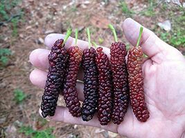 Pakistan Long Mulberry Tree - Live Plant – Morus Macroura - $21.75