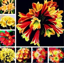 PWO Fresh 100Pcs Clivia Flower Seeds Mixed 8 Colors - $55.98