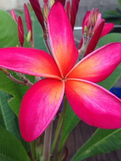 Plumeria Cutting KANEOHE SUNSET 10&quot;-12&quot; with 1 tip Very Beautiful - £25.29 GBP