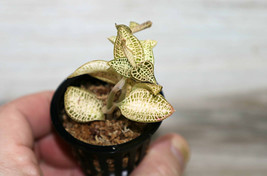 Anoectochilus Roxburghii “Bright Form” Small Terrestrial Jewel Orchid Potted - £26.50 GBP