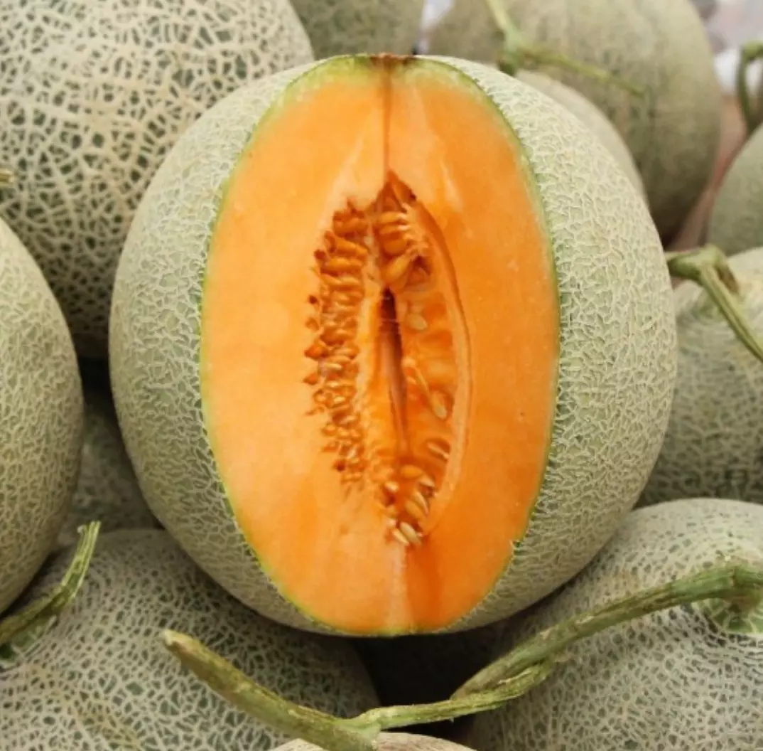 100 DELICIOUS MELON 51 SEEDS NON-GMO FOR GARDENS (100 Seeds) - $12.39