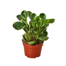 Peperomia &#39;Marble&#39;-4&quot; Pot - $501.04 MXN