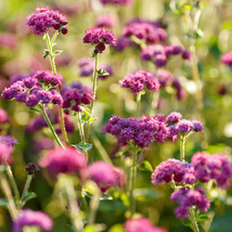 Floss Flower Ageratum Red Flint 2 Tall Blooms Sunpart Shade 200 Seeds US... - $7.86