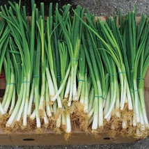 200 EVERGREEN BUNCHING ONION VEGETABLE SEEDS FOR GARDEN - $7.00