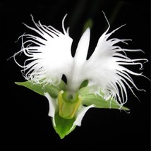 Orchid Seed 100 White Egret Orchid Seeds Heron Orchid Fresh Seeds USA - $5.98