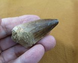 (DF233-165) 2-1/16&quot; Fossil MOSASAURUS Dinosaur tooth Mosasaur dig fossil... - $32.71