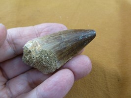 (DF233-165) 2-1/16&quot; Fossil MOSASAURUS Dinosaur tooth Mosasaur dig fossil teeth - £26.14 GBP
