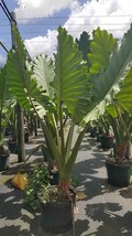 Live plant  - Alocasia - 'Portora' - Elephant Ear - Yard,Garden & Outdoor Living - $40.99
