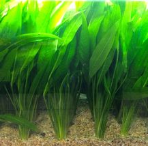 3x Live Aquarium Plant Amazon Sword Bunch Echinodorus Bleheri Freshwater Aquatic - £47.00 GBP