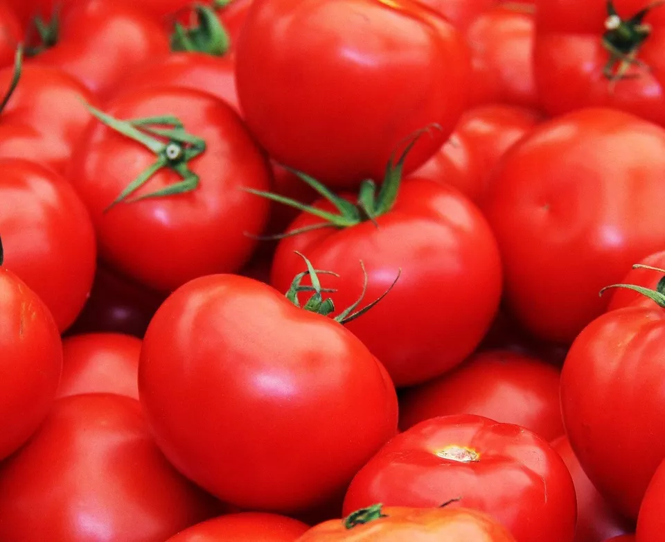 Semilir 50 Floridade Tomato Seeds Non-Gmo Heirloom Determinate Vegetable... - £7.39 GBP