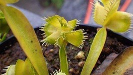 Dionaea muscipula Master of Disaster Venus flytrap - £4.47 GBP