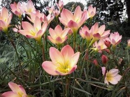 Septh 2 Rain Lily Bulbs/Zephyranthes Pacific Sunset - £31.73 GBP