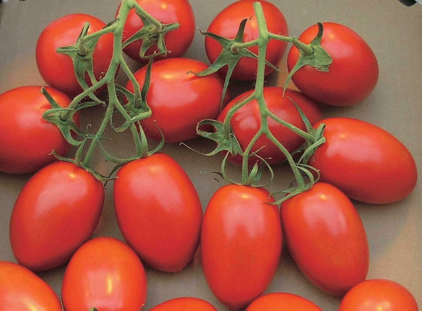 50 Seeds Sugar Rush Tomato Tomatoe Vegetable Garden Edible Canning - $9.63