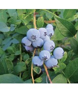 3pc Biloxi Blueberry 4 to 6 inch Live Starter Plant &quot;Vaccinium corymbosum&quot; - $35.99