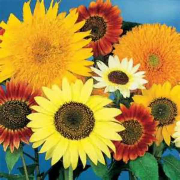 USA Seller FreshMixed Colors Multi Headed Ornamental Sunflowers 25 Seeds - £10.18 GBP