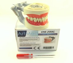 Dental Typodont Articulated Model 200G Anatomy Model Removable Teeth Type Kilgor - £34.36 GBP
