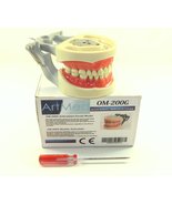 Dental Typodont Articulated Model 200G Anatomy Model Removable Teeth Typ... - £33.77 GBP