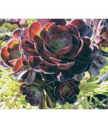 Arboreum Aeonium Succulent Black Rose Zwartkopf  - one 3-5&quot; long fresh c... - €3,13 EUR
