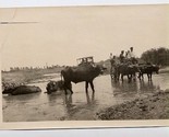 Water Buffalo Pulling Cart Russian Caucasus Mountains 1920&#39;s Photo  - $29.67