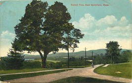 DB Postcard MA L207 Sunset Tree East Northfield Road Man Bicycle 1917 Germany - £5.17 GBP