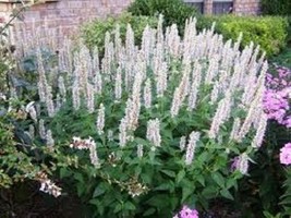 50 Pure White Hyssop Agastache Flower Seeds Perennial - £13.70 GBP