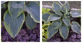 1 Live Potted Plant hosta WU LA LA big Empress sport 2.5&quot; pot - £32.45 GBP