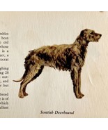 Scottish Deerhound 1939 Dog Breed Art Ole Larsen Color Plate Print PCBG17 - $29.99