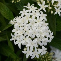 25 Pelleted Seeds Lucky Star White Pentas NEW FOR 2018 - £28.60 GBP