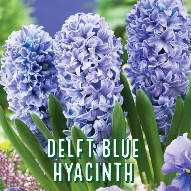 5 Pcs Delft Blue Hyacinth Bulbs Unique Varieties Perennials Bulb - $24.18